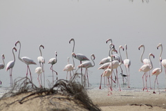 Phoenicopterus roseus