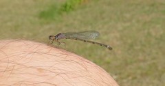Enallagma geminatum