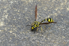 Phimenes flavopictus flavopictus