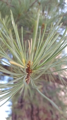 Pinus lambertiana