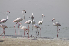 Phoenicopterus roseus