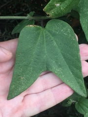 Passiflora capsularis