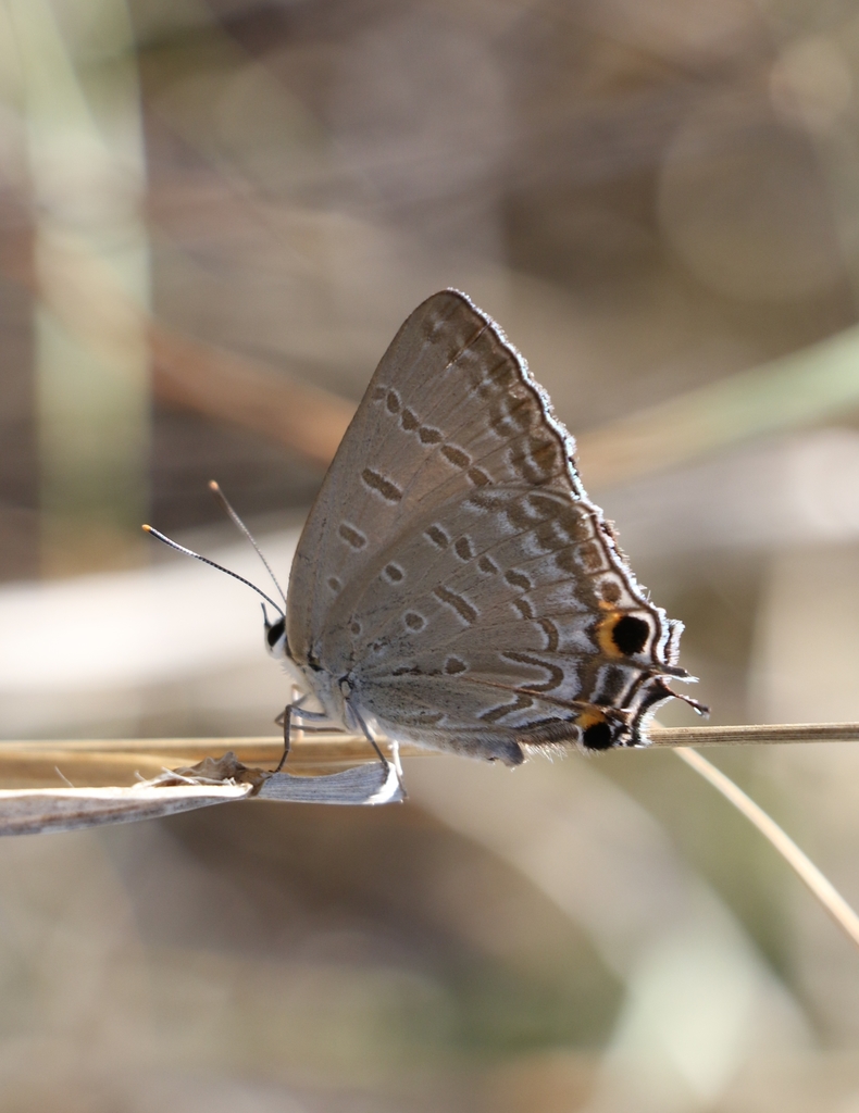 Emerald Hairstreak