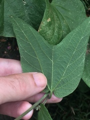 Passiflora capsularis