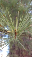 Pinus lambertiana