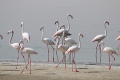 Phoenicopterus roseus