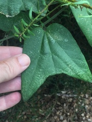 Passiflora capsularis