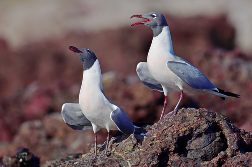 Mouette atricille