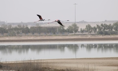 Phoenicopterus roseus