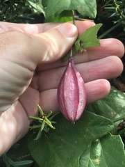 Passiflora capsularis