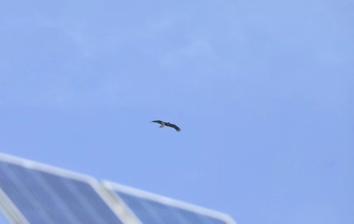 Black Stork
