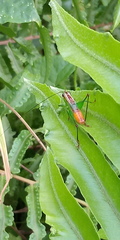 Conocephalus cognatus