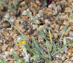Pectocarya platycarpa