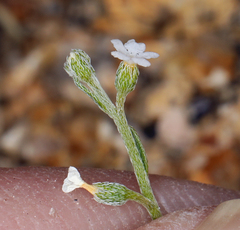 Pectocarya platycarpa