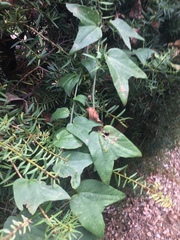 Passiflora capsularis