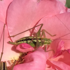 Poecilimon macedonicus