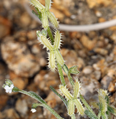Pectocarya platycarpa