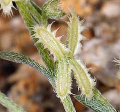 Pectocarya platycarpa