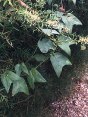Passiflora capsularis