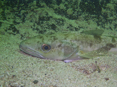 Merluccius merluccius