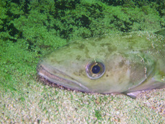 Merluccius merluccius