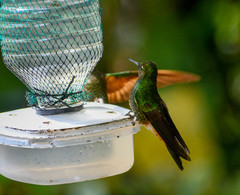 Boissonneaua flavescens