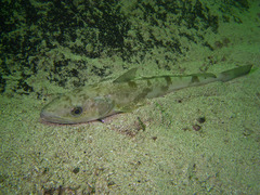 Merluccius merluccius