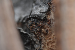 Nectria pseudotrichia