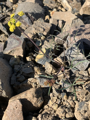 Lomatium farinosum