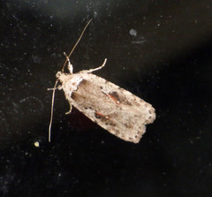 Agonopterix ocellana