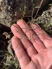 Lomatium farinosum