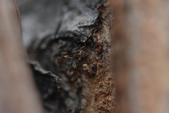 Nectria pseudotrichia