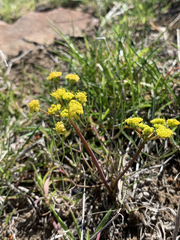 Lomatium farinosum