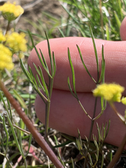 Lomatium farinosum