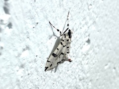 Conchylodes diphteralis