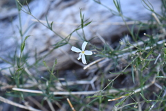 Phlox tenuifolia