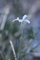Phlox tenuifolia