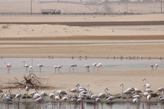 Phoenicopterus roseus