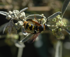 Xanthocampsomeris completa