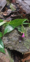Spigelia pedunculata