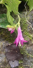 Spigelia pedunculata