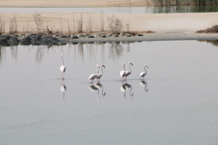 Phoenicopterus roseus