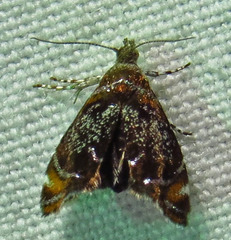 Prochoreutis inflatella