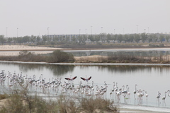 Phoenicopterus roseus