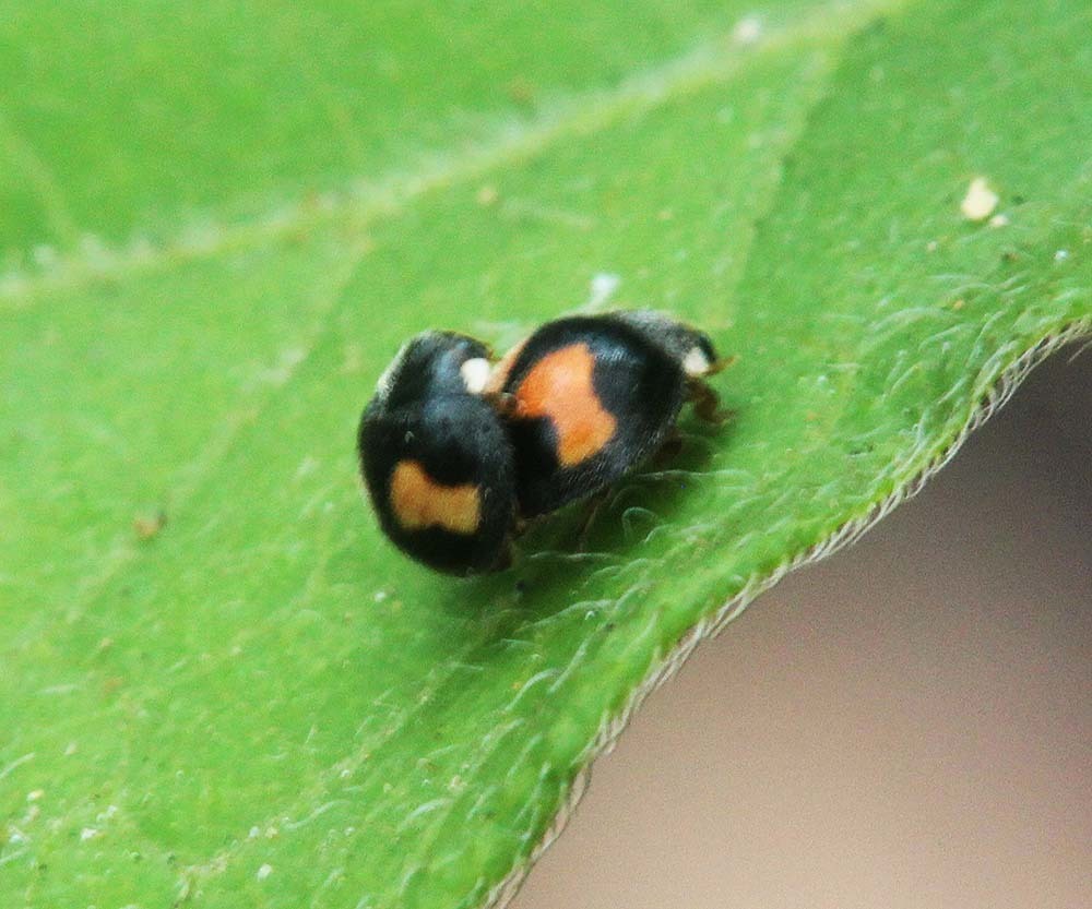 Platynaspis variegata