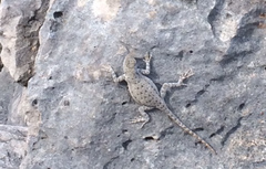 Sceloporus merriami
