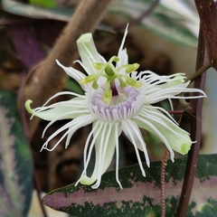 Passiflora trifasciata