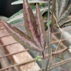 Passiflora trifasciata