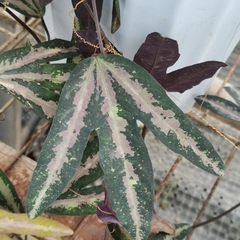 Passiflora trifasciata