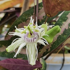 Passiflora trifasciata